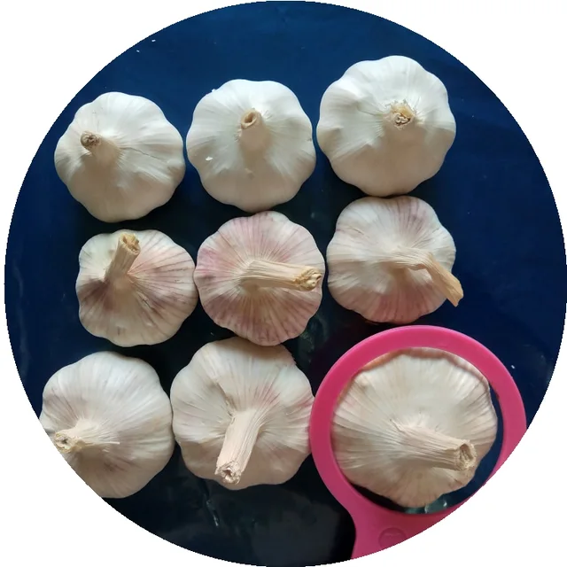 Jinxiang Fresh Garlic