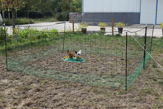 Chicken Netting