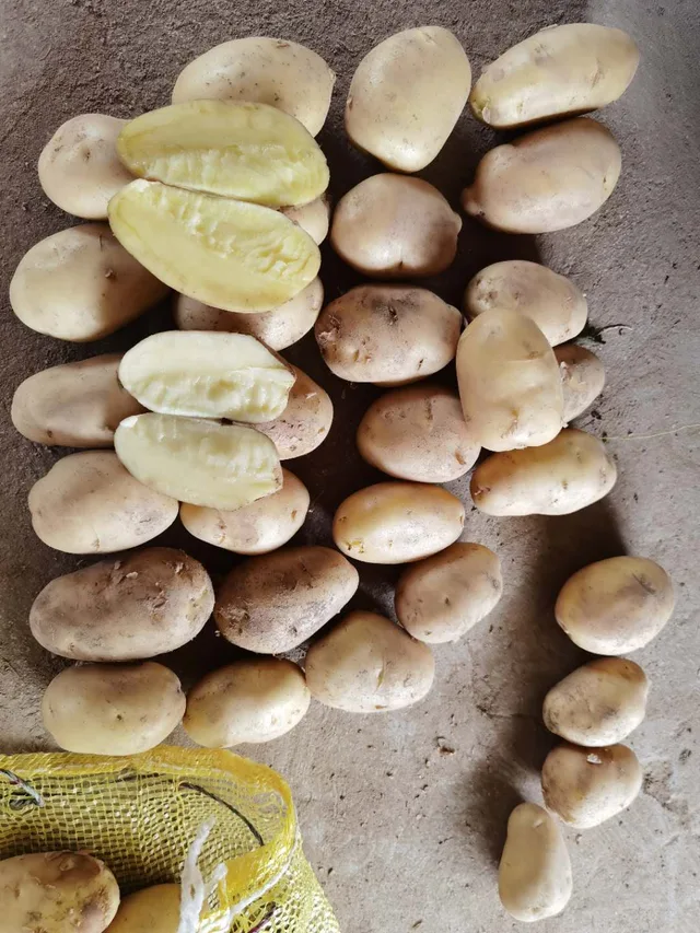 China export quality fresh potato 80-150g