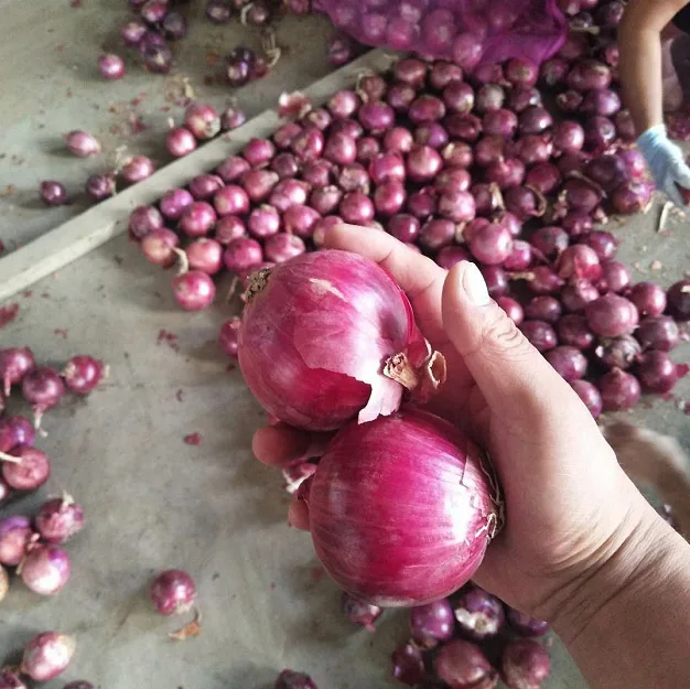 China export quality fresh red onion 5-7cm