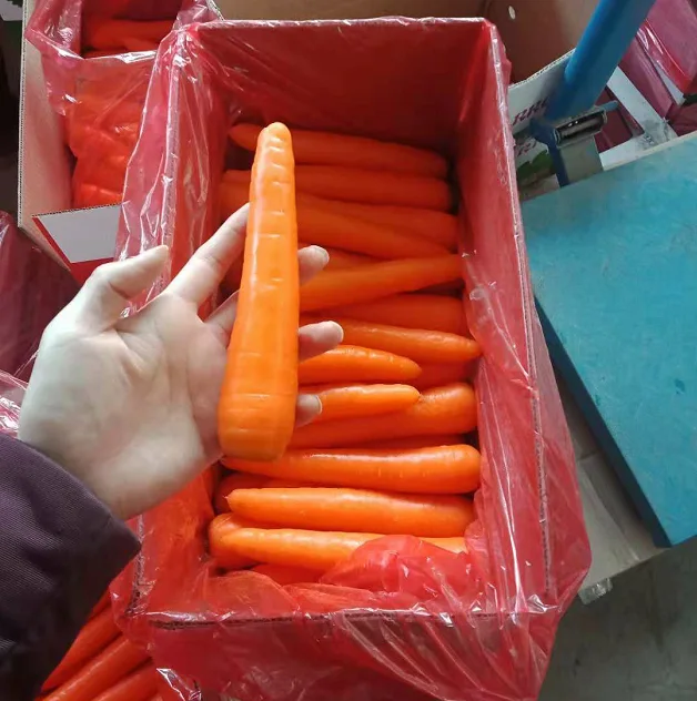 Chinese red carrot, new season fresh carrot export