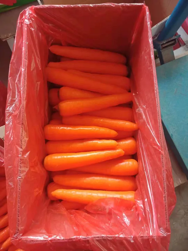 China fresh carrot 80-150-200g, red carrot wholesale