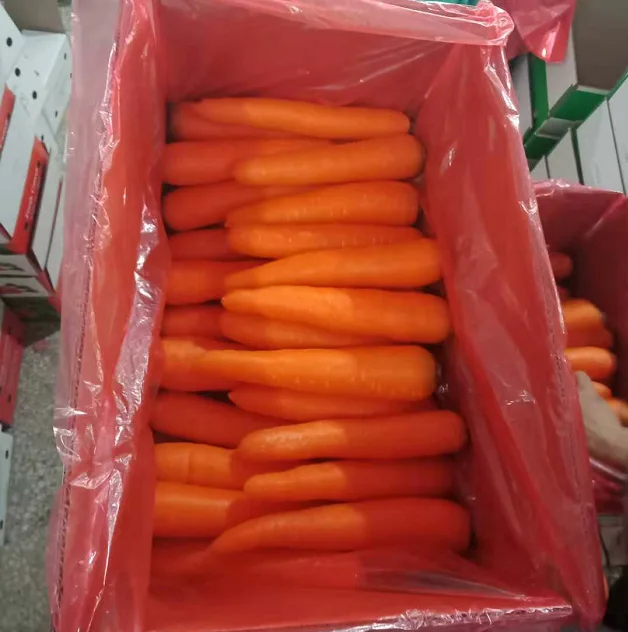 China fresh carrot 80-200g, export quality red carrot wholesale
