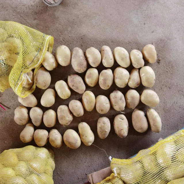 Chinese fresh potato export 150g, yellow potato bulk sale price