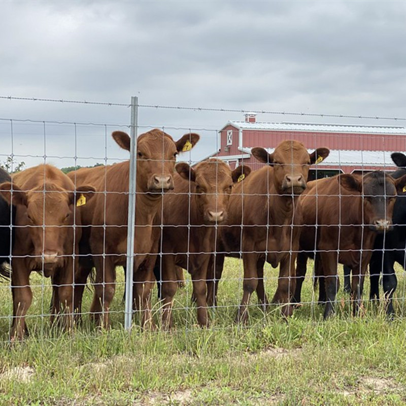 Cattle Field Fence