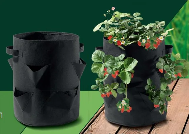 Strawberry grow bag
