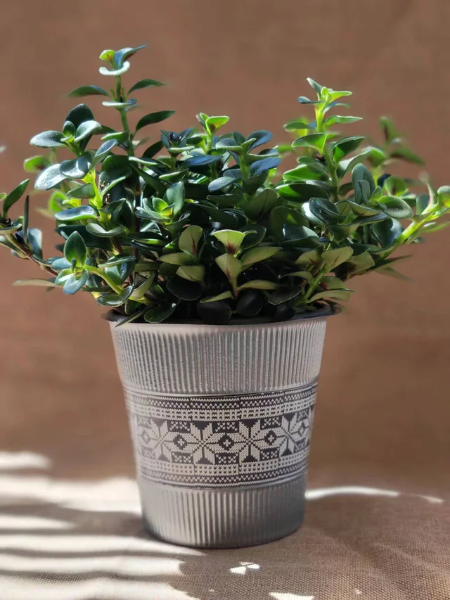 Plastic Cover Pot