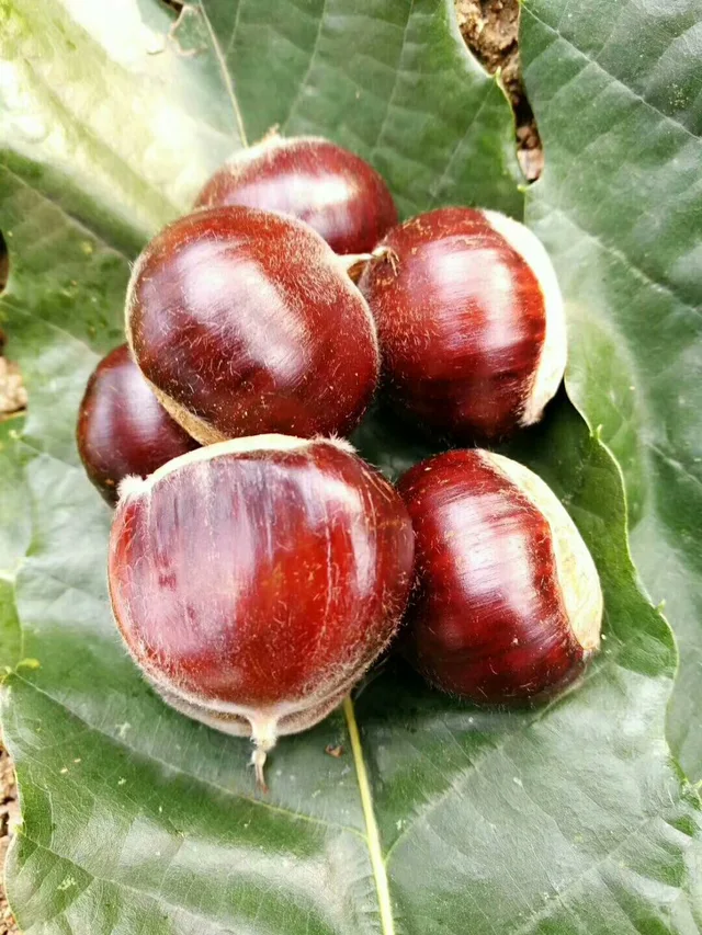 New crop HEBEI fresh chestnut organic