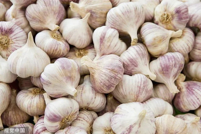 Garlic