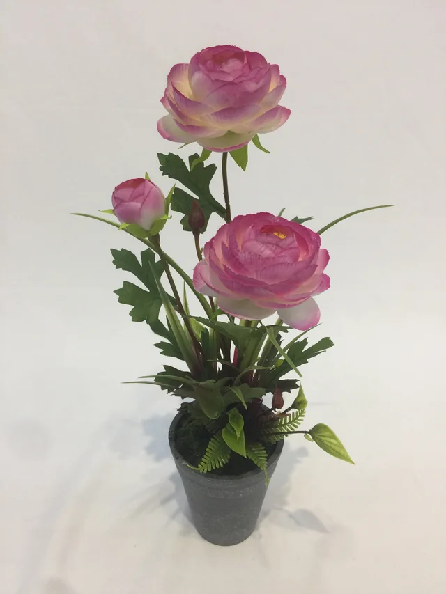 Potted orchid