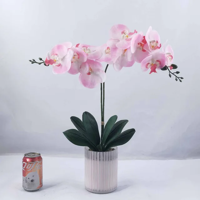 50cm H real-touch orchid in glass pot