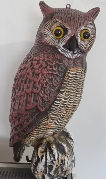 Garden Owl