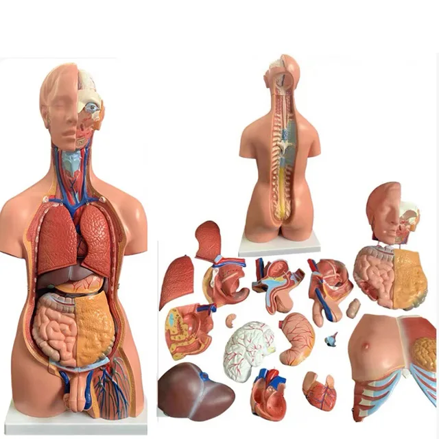 85cm Life Size Bisexual Medical Manikin Simulator, with 23PCS Anatomy Organs Module