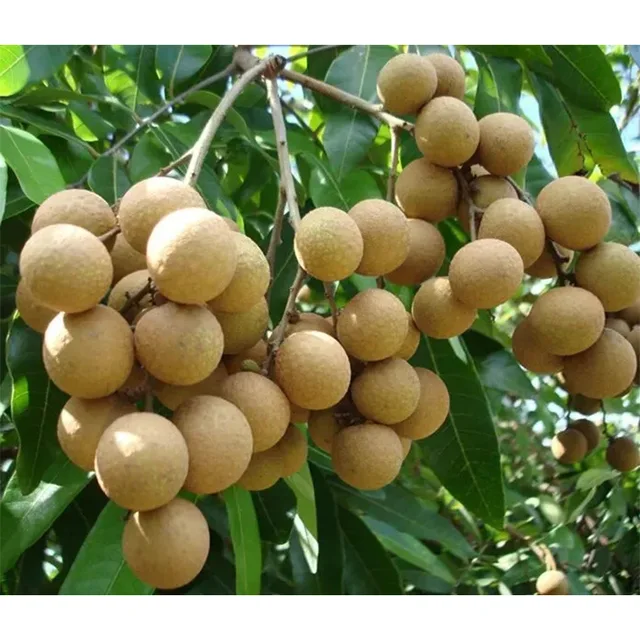 Chuliang Longan，Chuliang Variety, Stable Yield, Thick Skin Durable, Bulk Wholesale