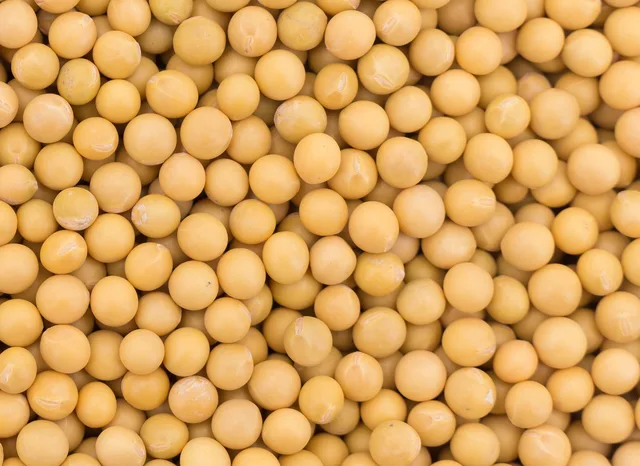 Yellow Soybean, Sprouting Soybean, Soybean Sprout, Germination