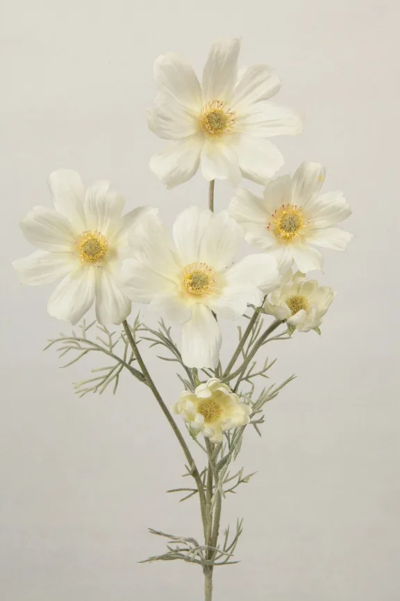 Cosmos